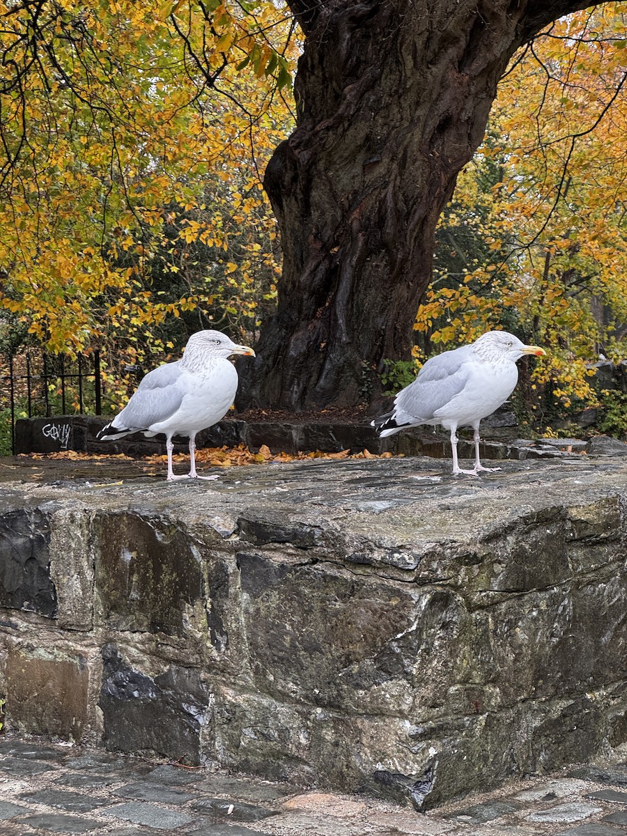 European Herring Gull - ML644365215