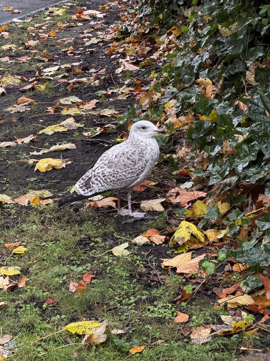 European Herring Gull - ML644365216
