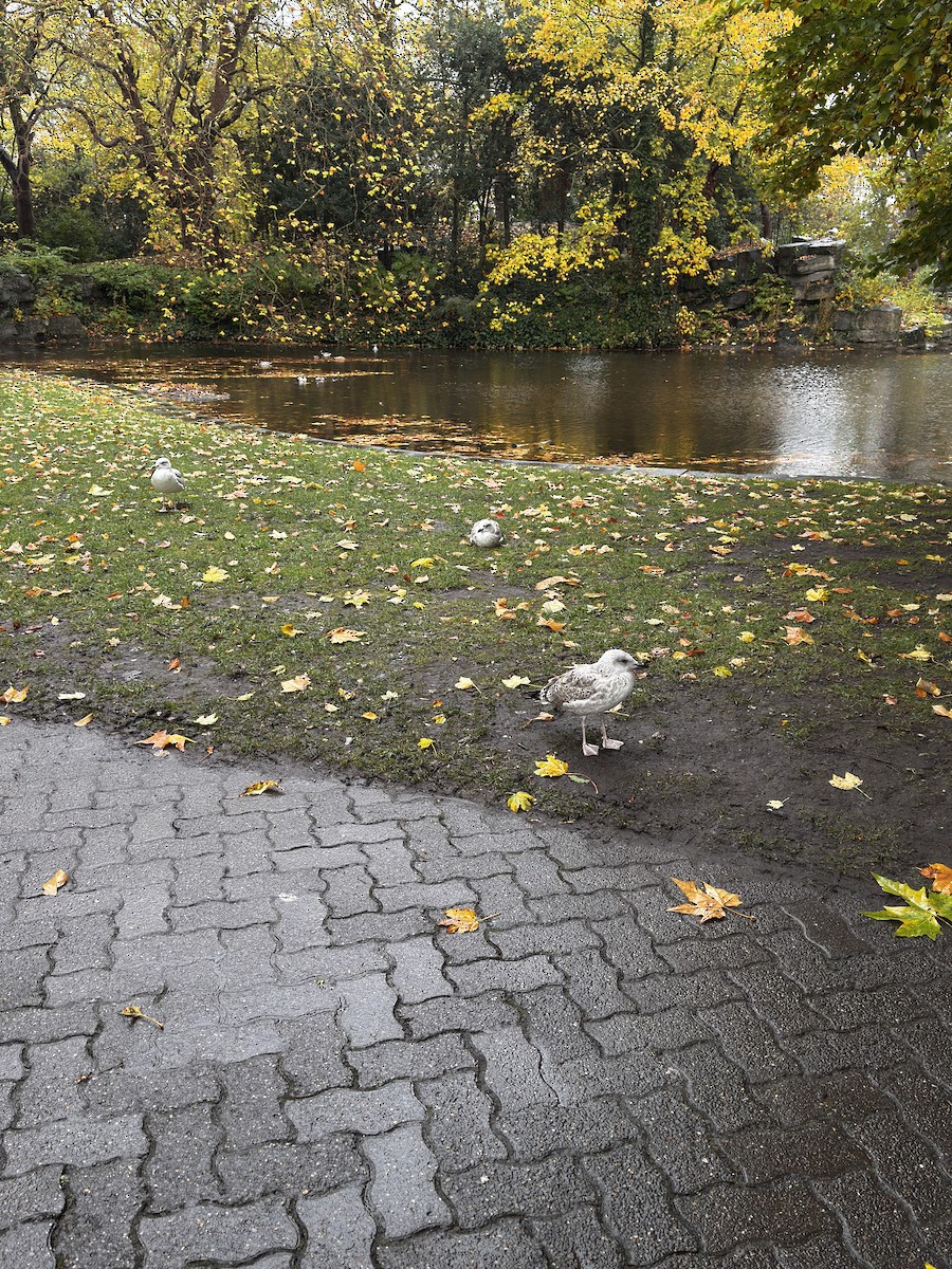 European Herring Gull - ML644365218