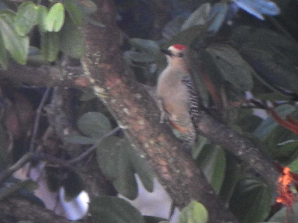 Red-crowned Woodpecker - ML644365228