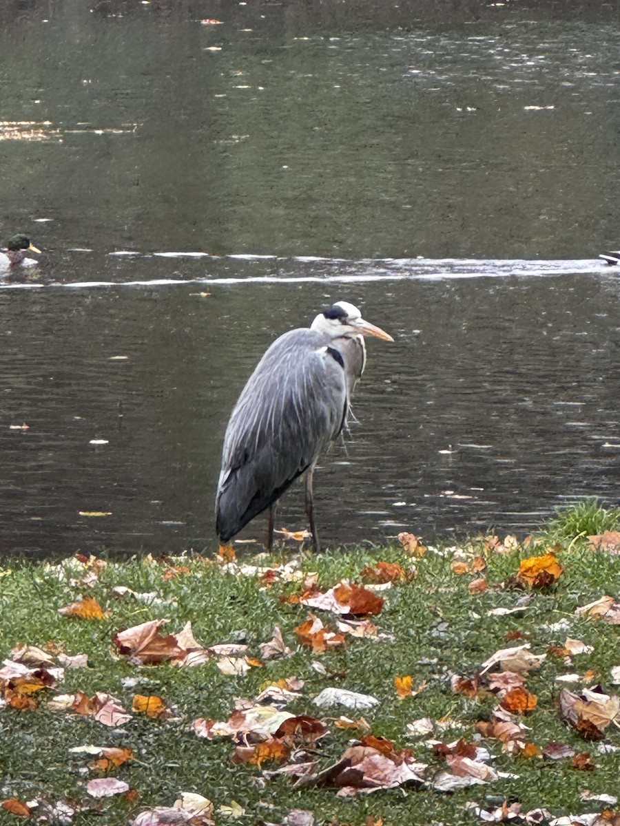 Gray Heron - ML644365230