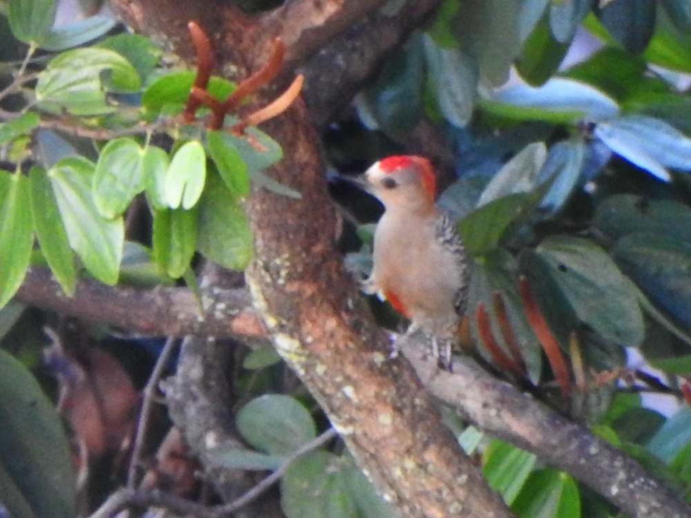 Red-crowned Woodpecker - ML644365234