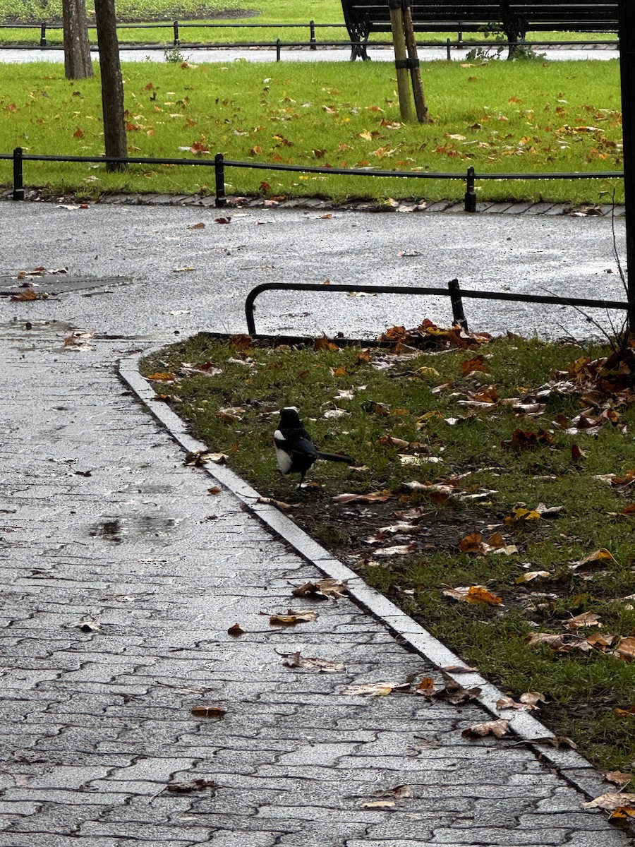Eurasian Magpie - ML644365235