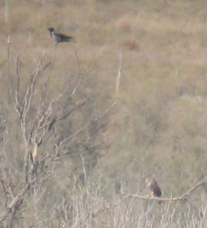 Hooded Crow - ML644365236