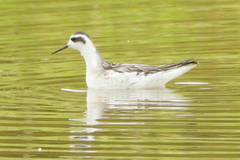 Плавунець круглодзьобий - ML644365237