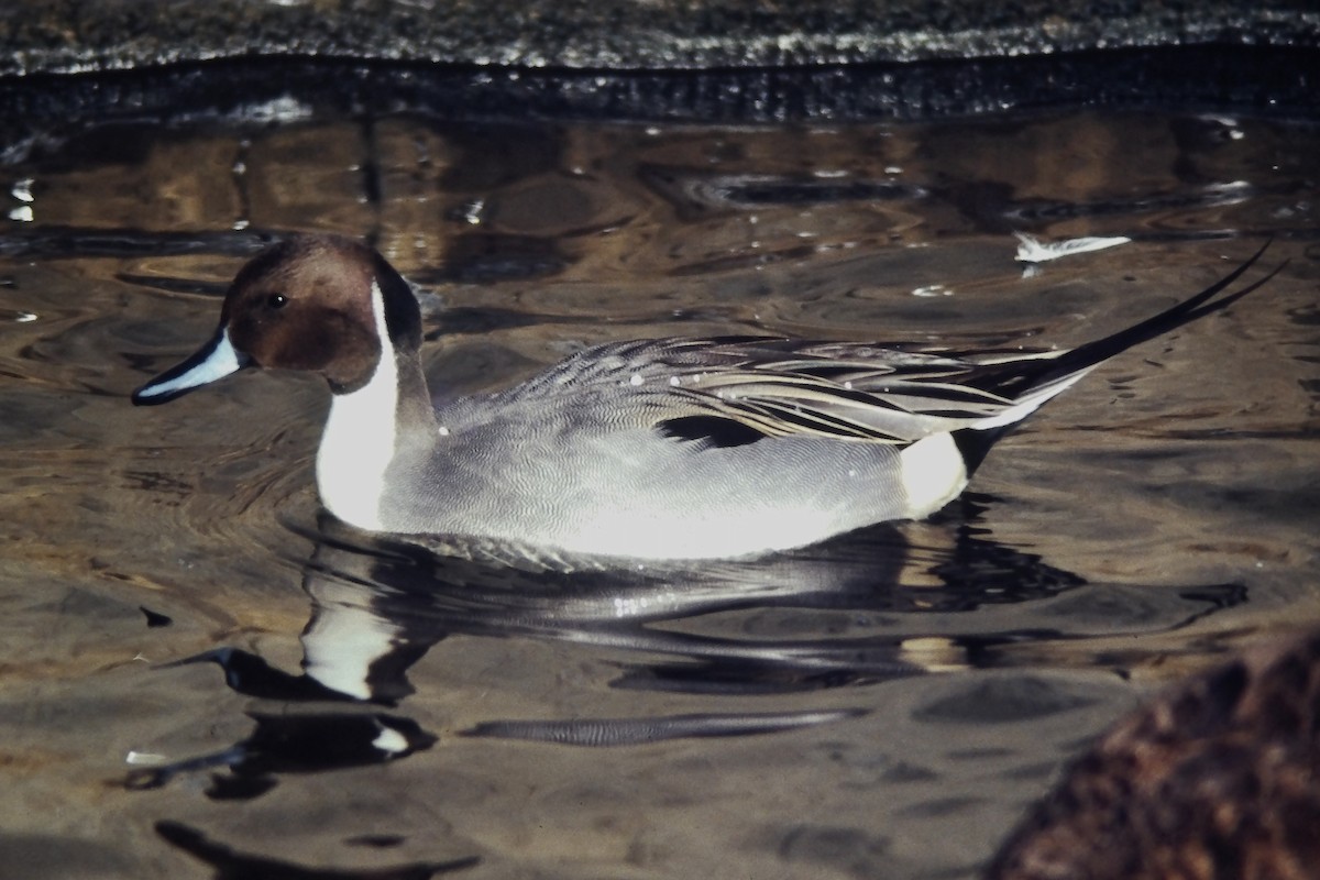 ostralka štíhlá - ML644365238