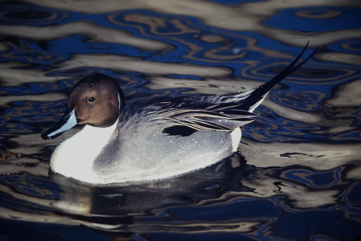 ostralka štíhlá - ML644365239