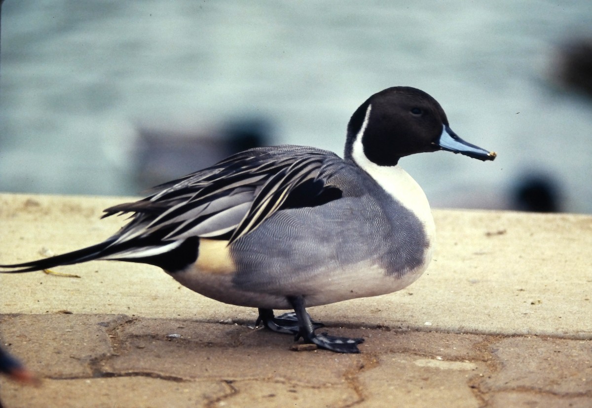 ostralka štíhlá - ML644365240