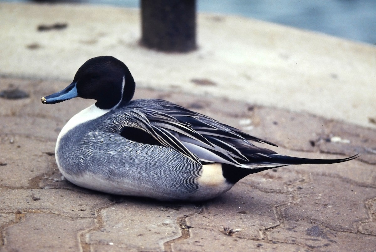 ostralka štíhlá - ML644365241