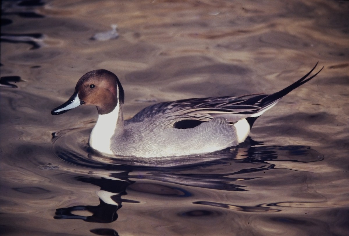 ostralka štíhlá - ML644365244