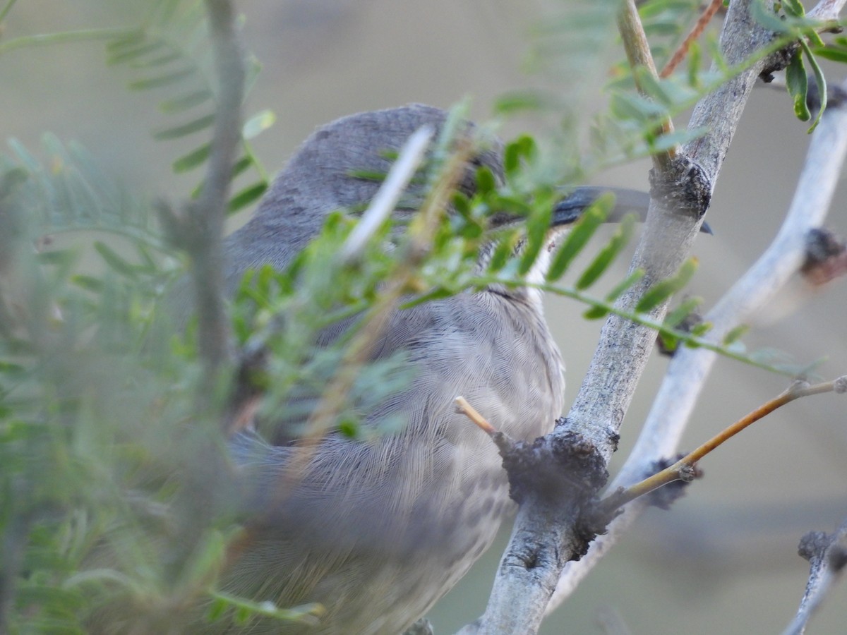 Curve-billed Thrasher - ML644365245