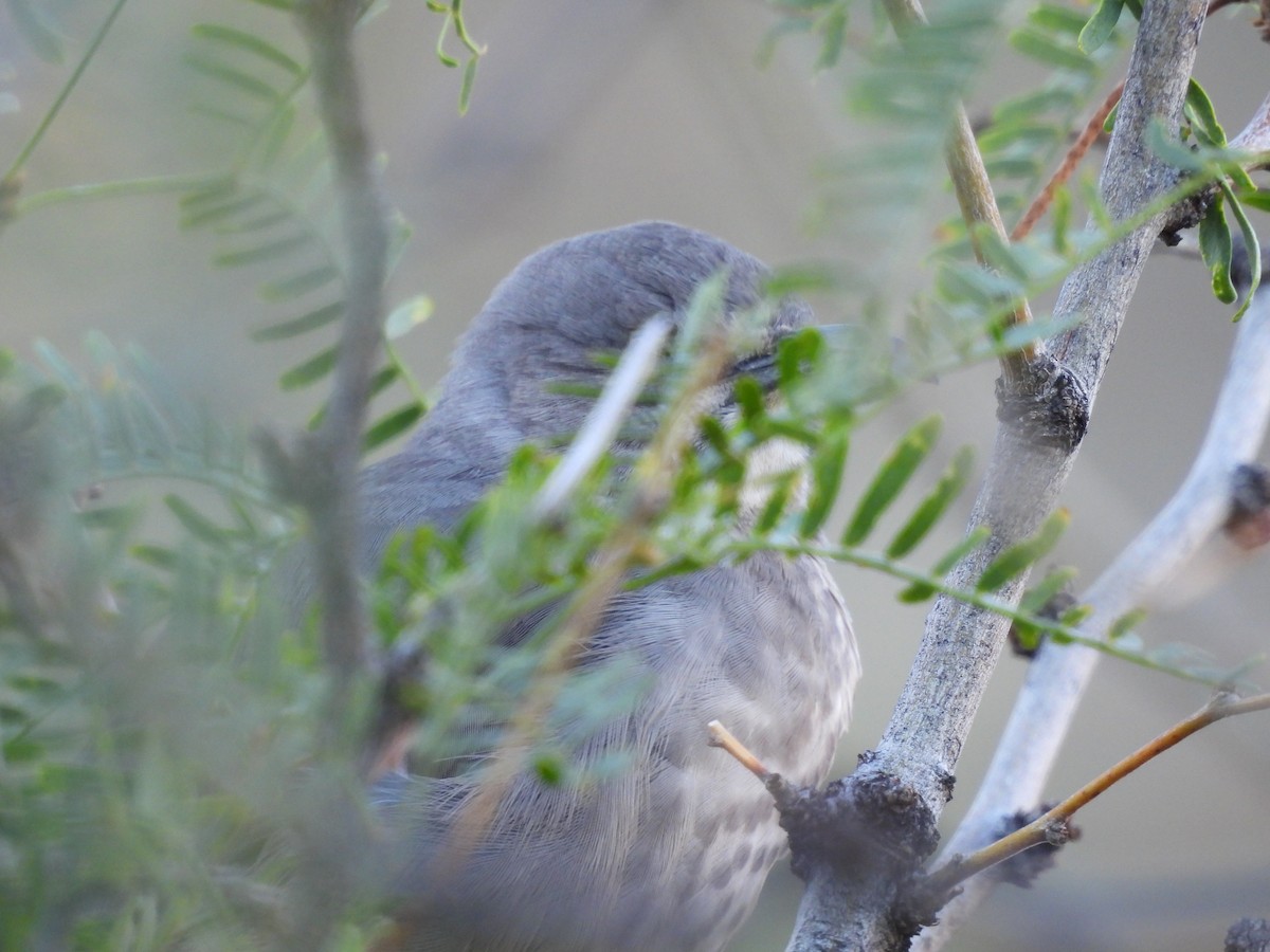 Curve-billed Thrasher - ML644365246