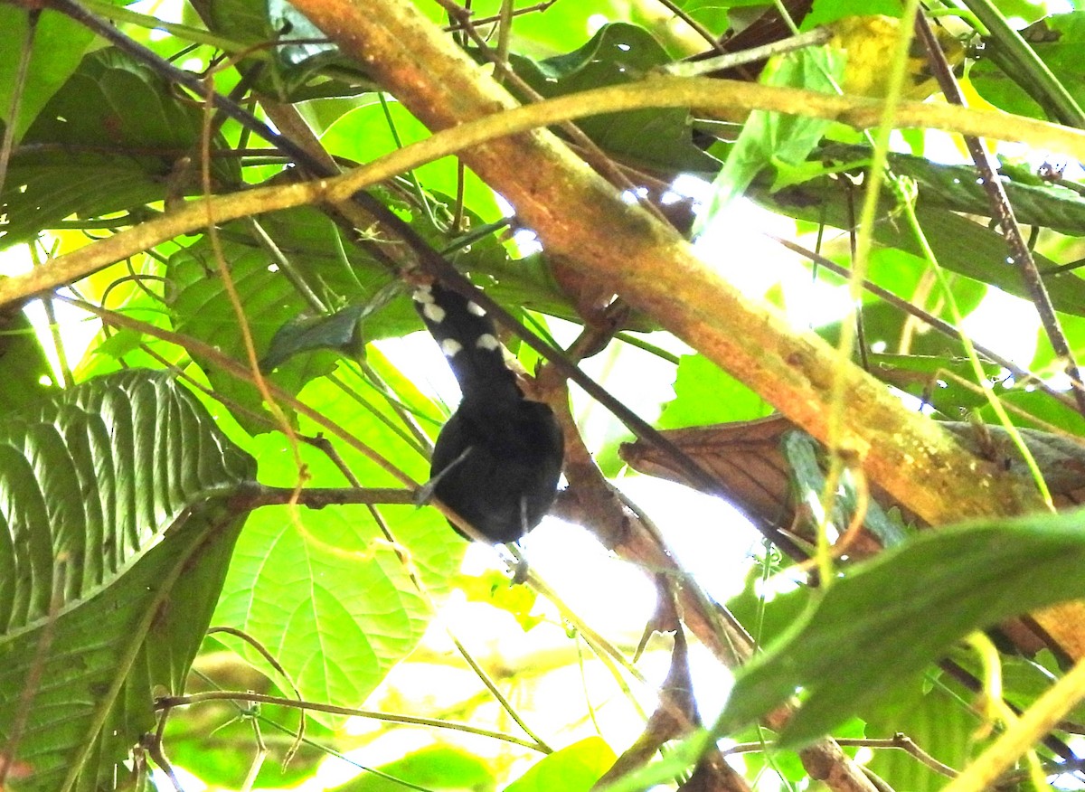 Dot-winged Antwren - ML644365247