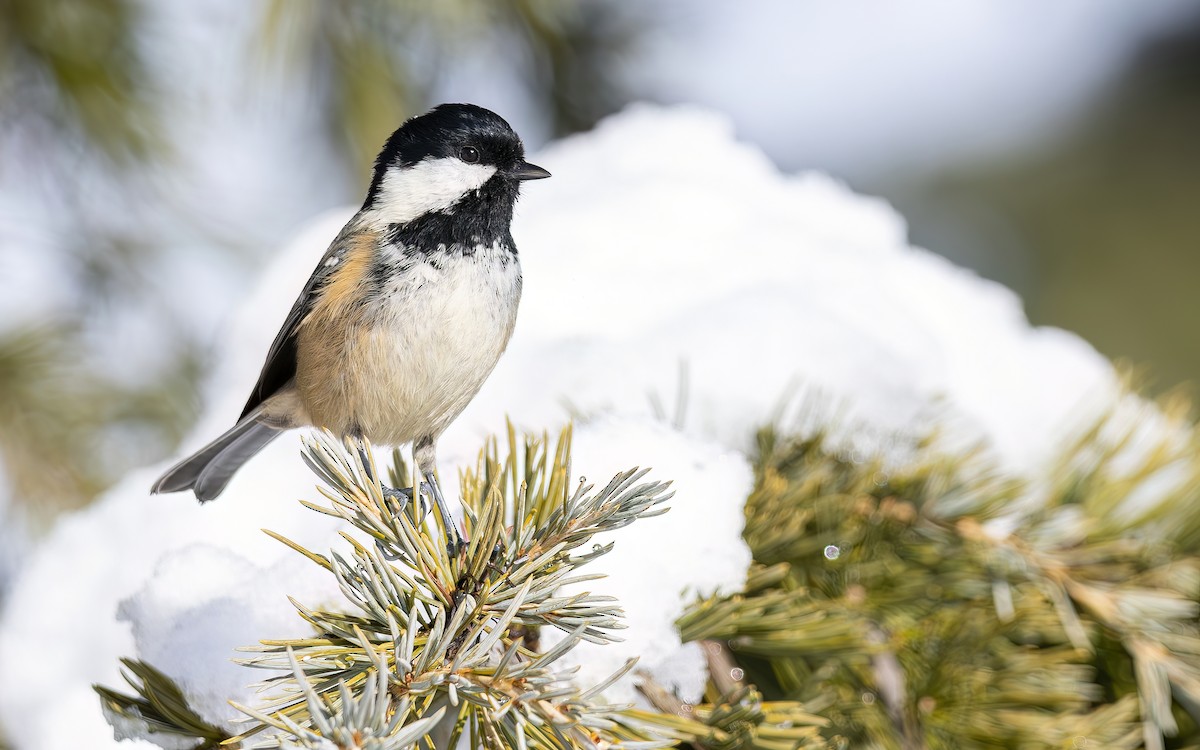 ヒガラ - ML644365248