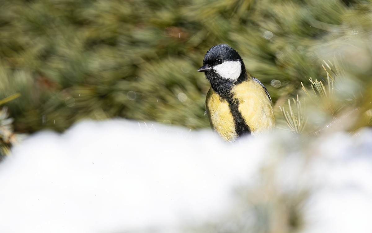 Great Tit - ML644365249