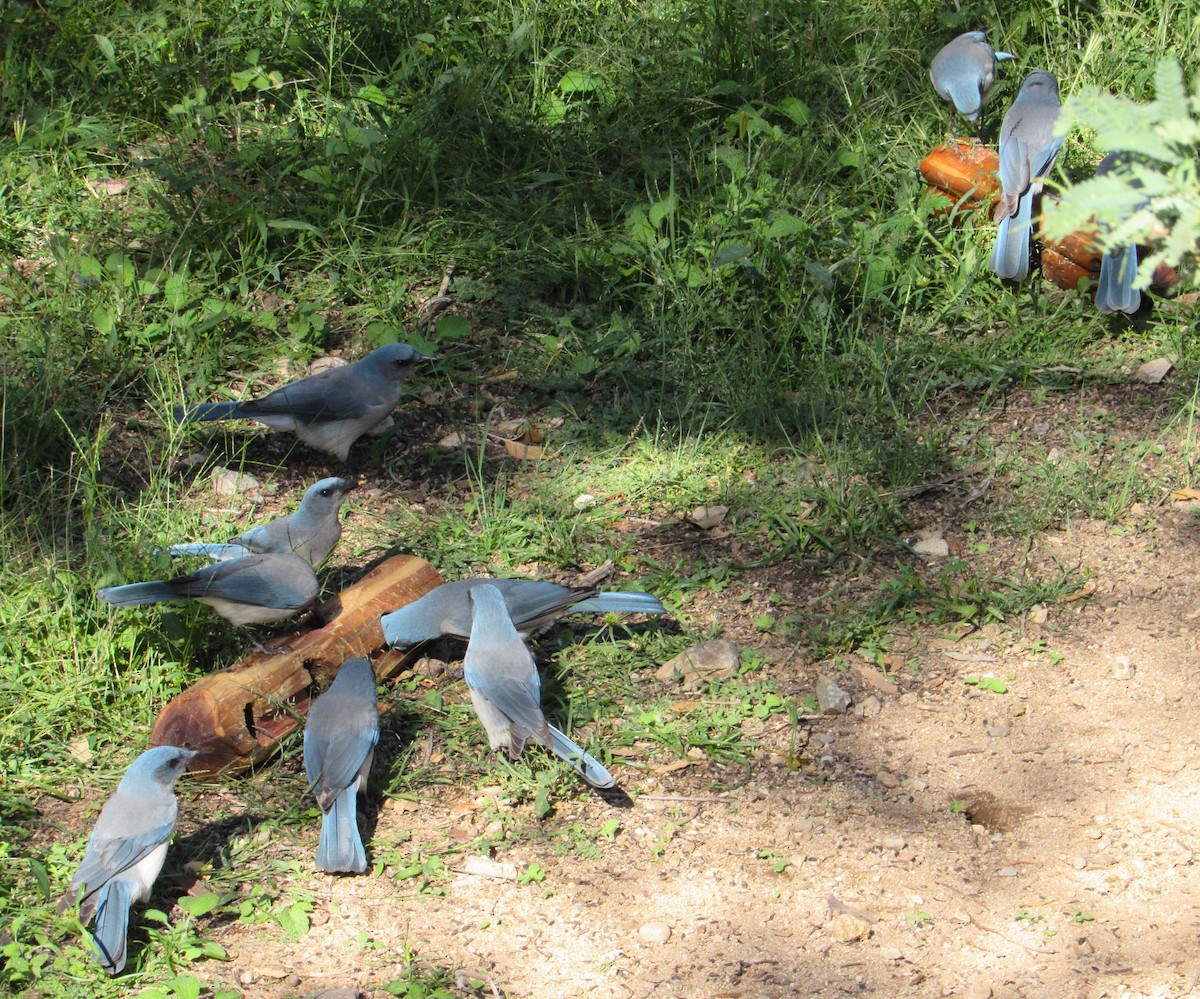 mexicoskrike (wollweberi gr.) - ML644365253