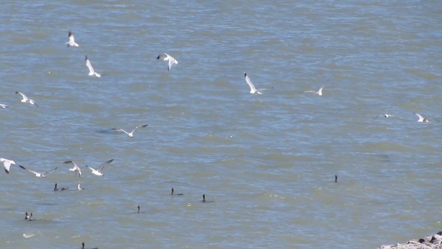 Double-crested Cormorant - ML644365254