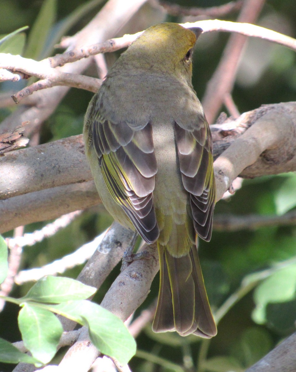 Hepatic Tanager - ML644365267