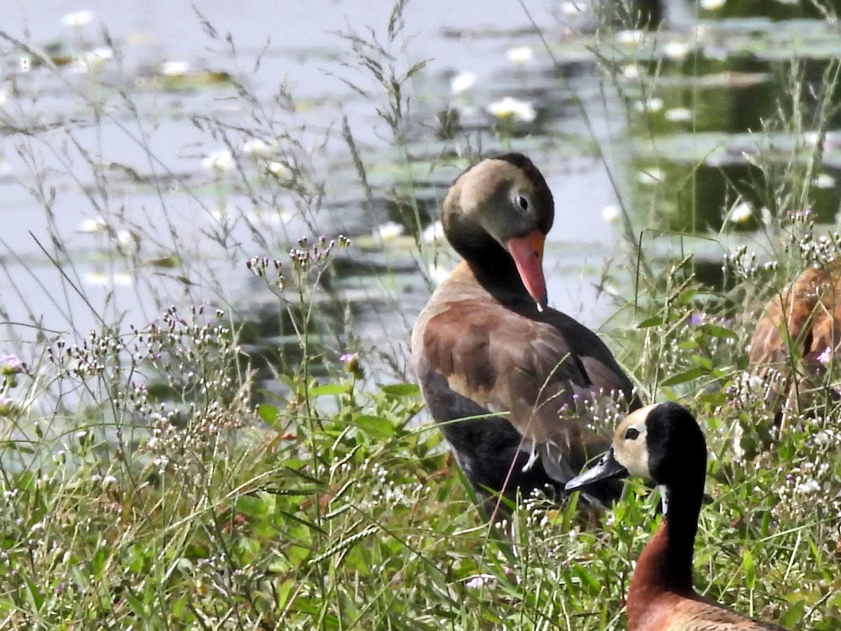 Zuhaitz-ahate mokogorria - ML644365268