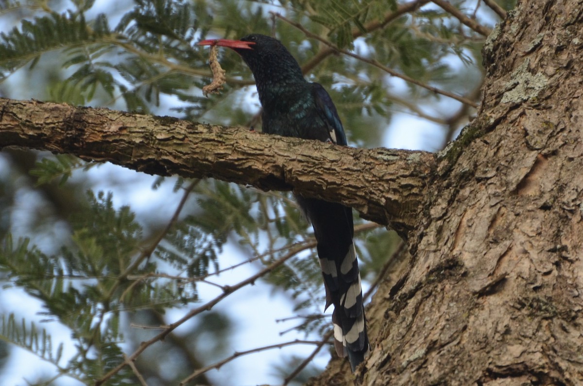 Слотняк пурпуровий - ML644365270