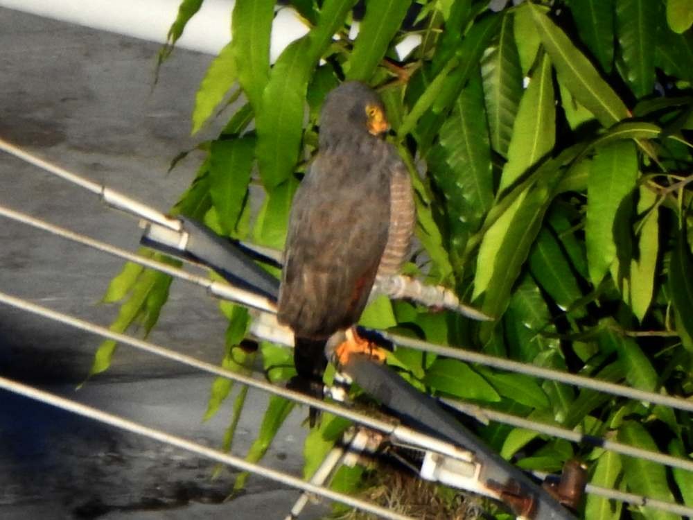 Yol Şahini - ML644365275