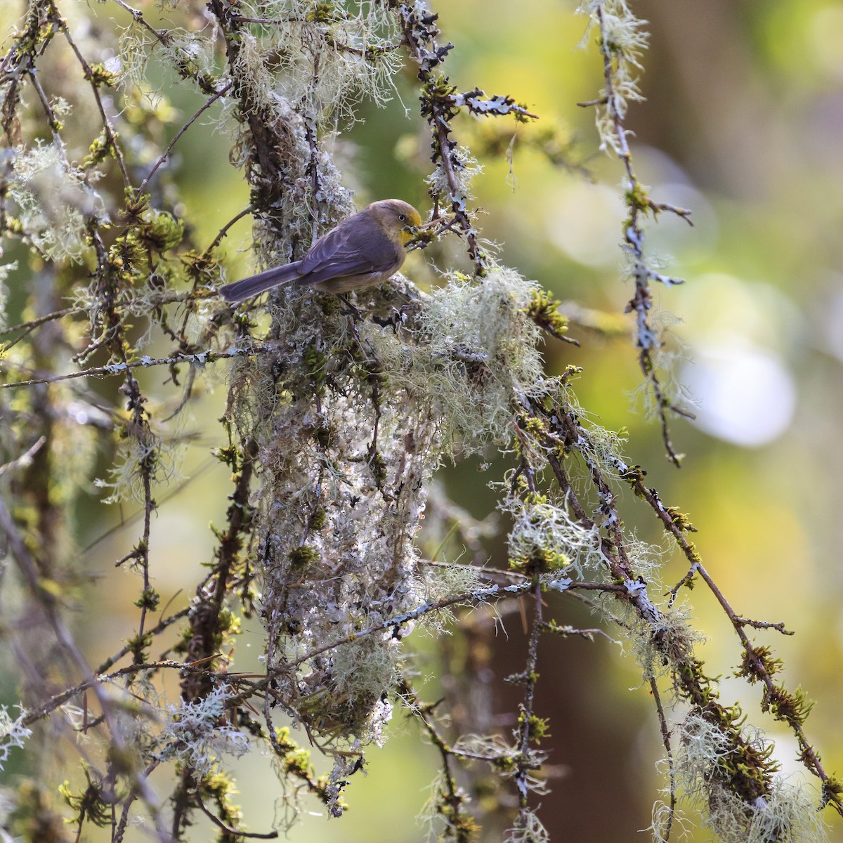 ヤブガラ - ML644365277