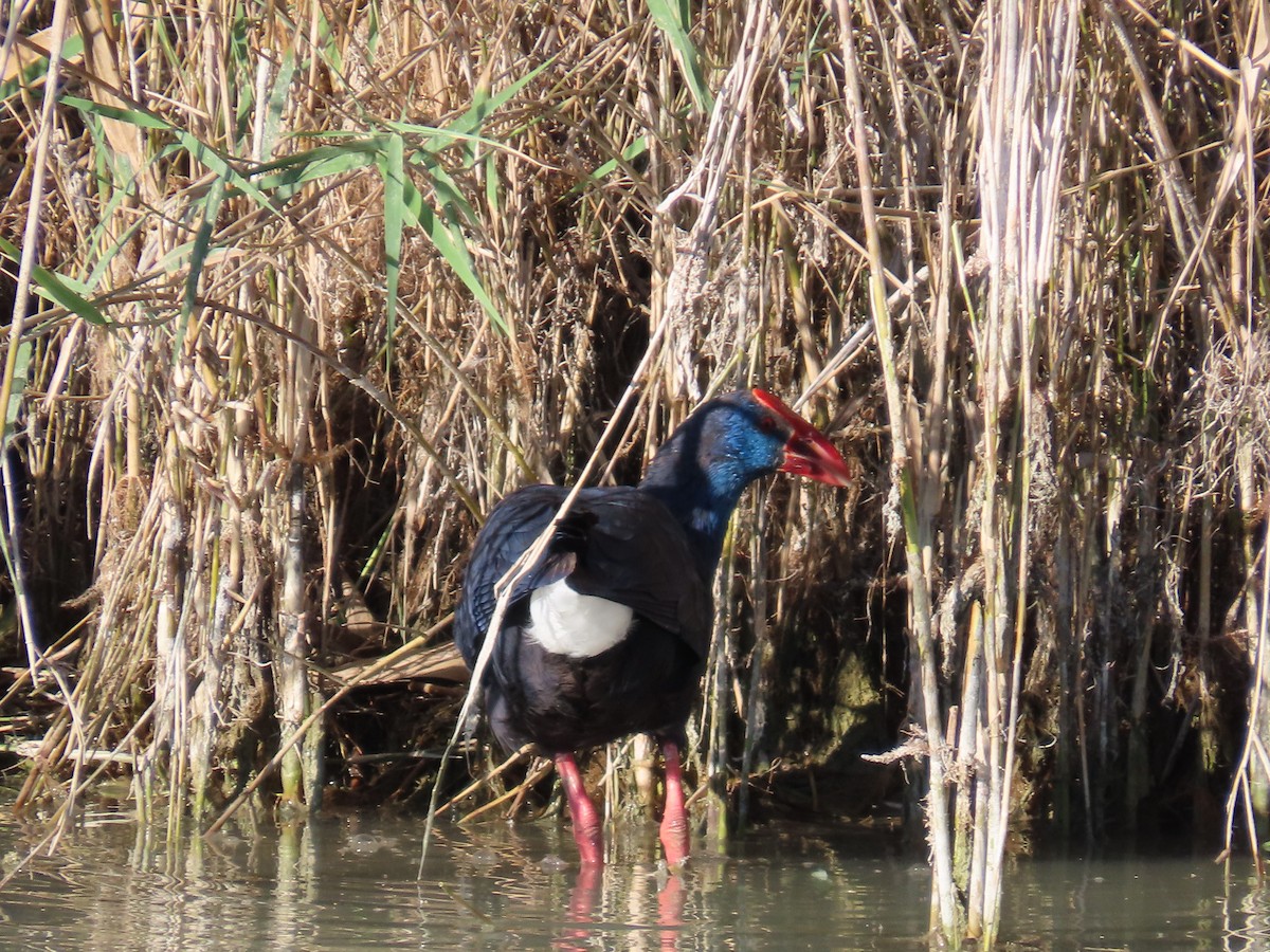 セイケイ - ML644365279