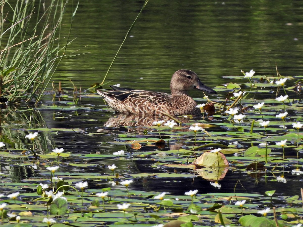Blue-winged Teal - Anonymous