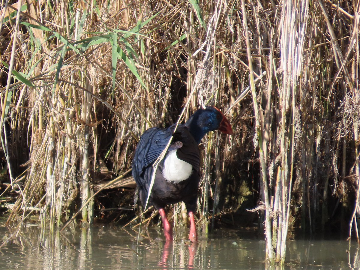 セイケイ - ML644365281