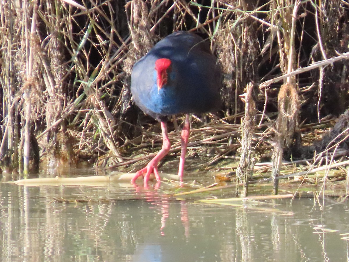 セイケイ - ML644365283