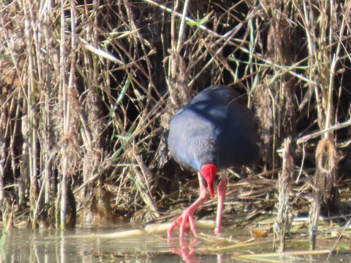 セイケイ - ML644365290