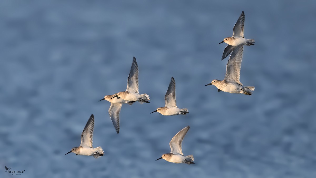 Red Knot - ML644365295