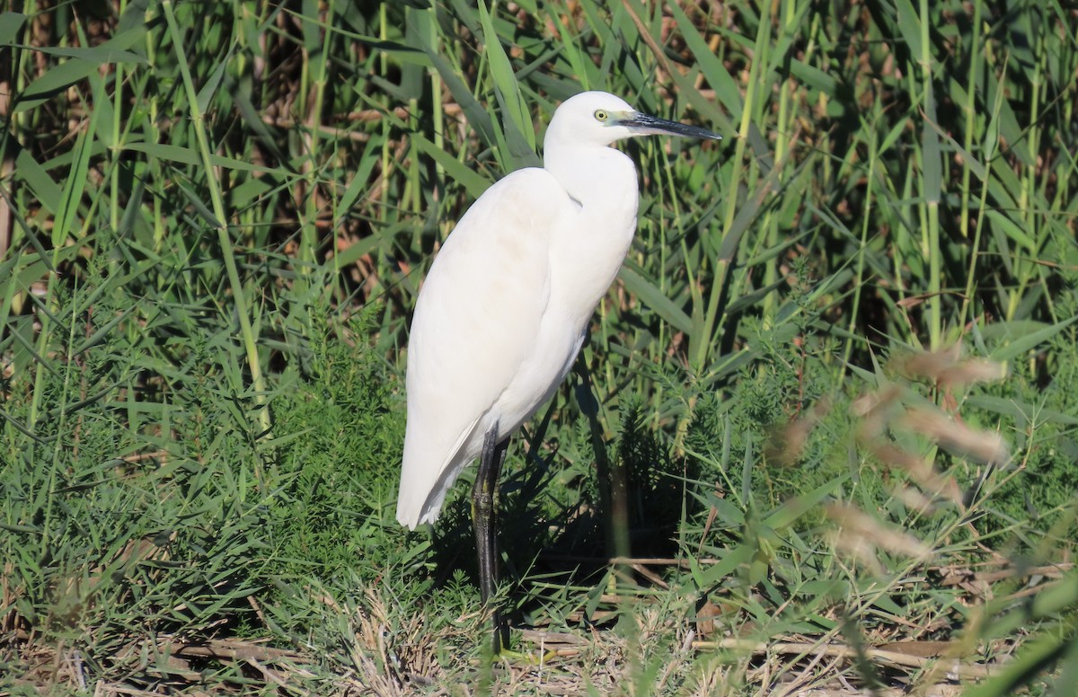 Little Egret - ML644365300