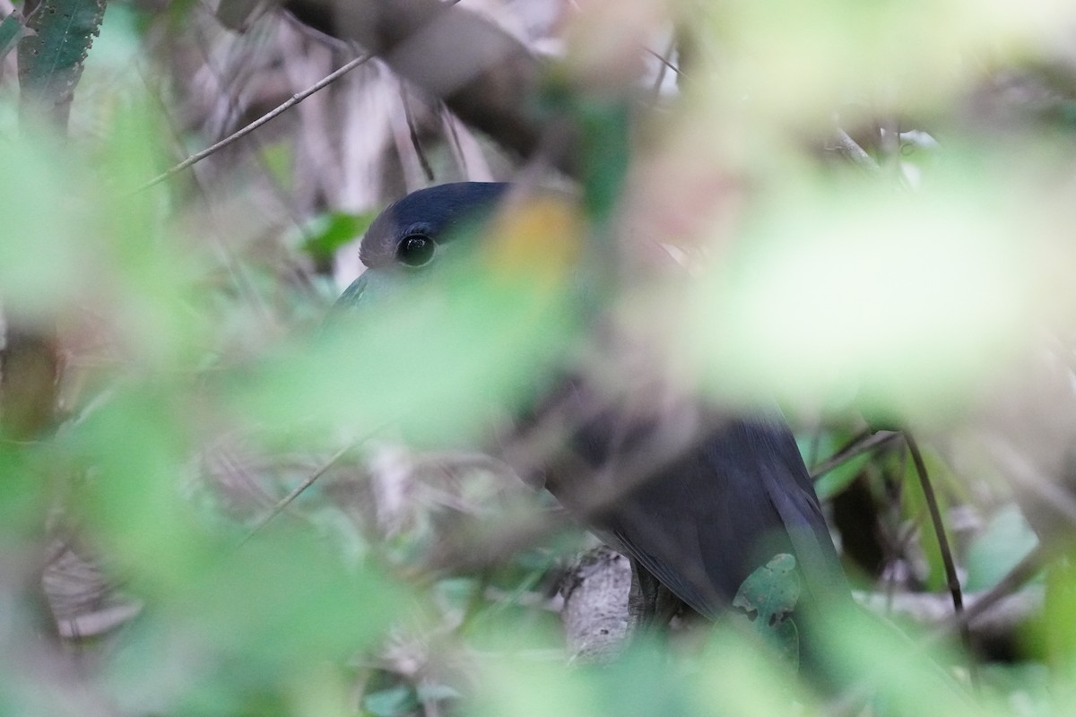 Boat-billed Heron - ML644365333