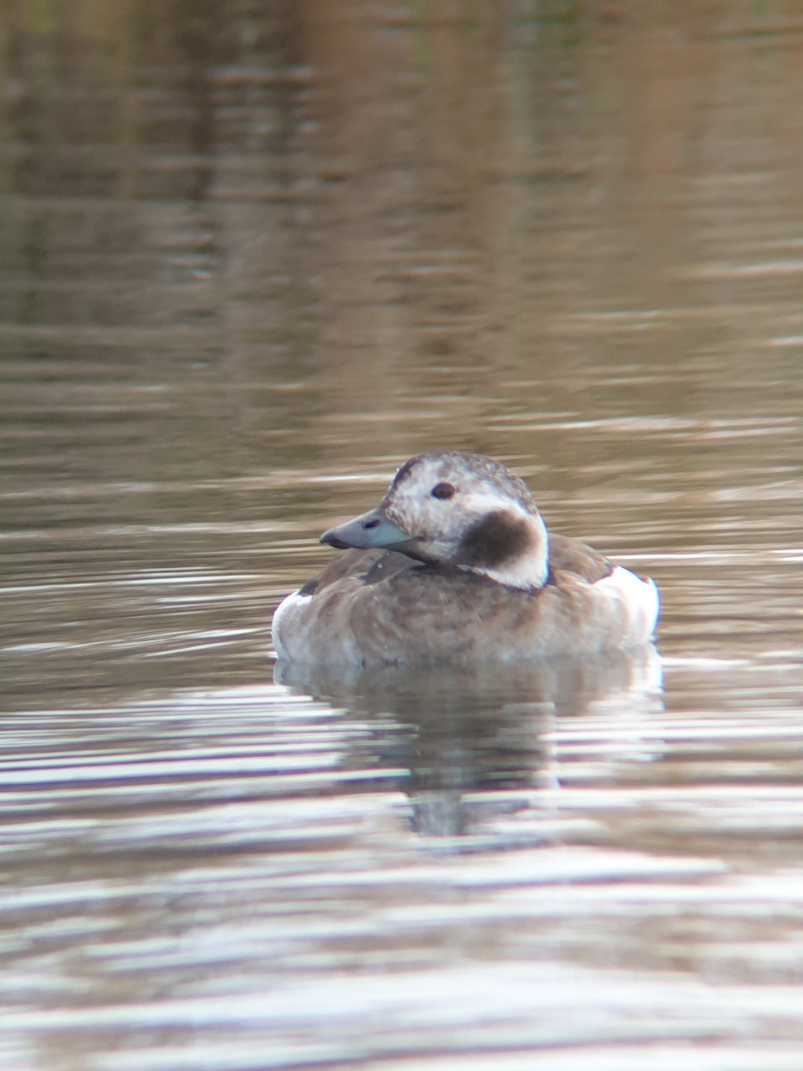 Long-tailed Duck - ML644365341