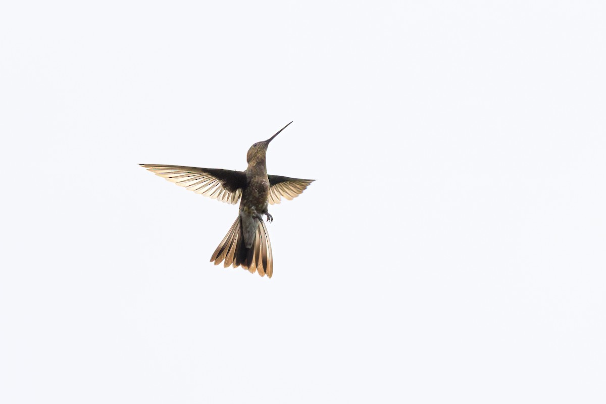 Giant Hummingbird - ML644365342