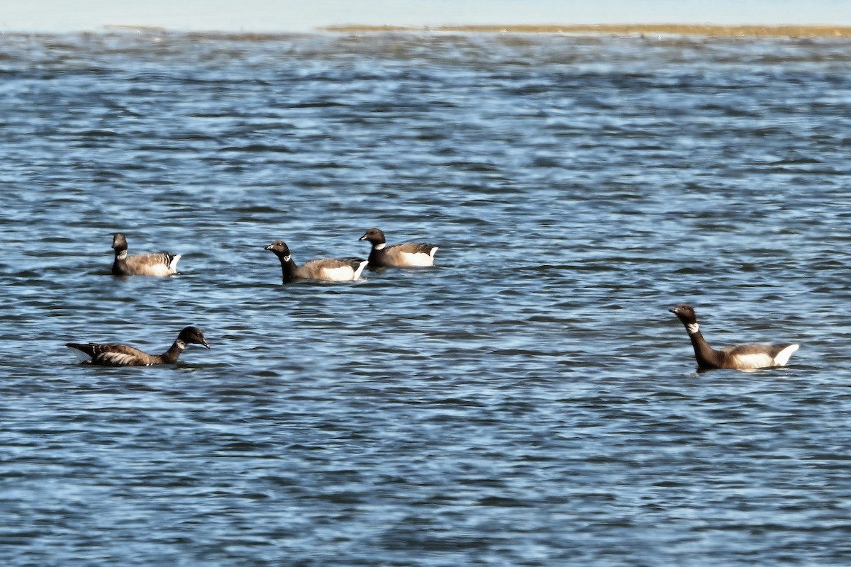 Brant - ML644365355
