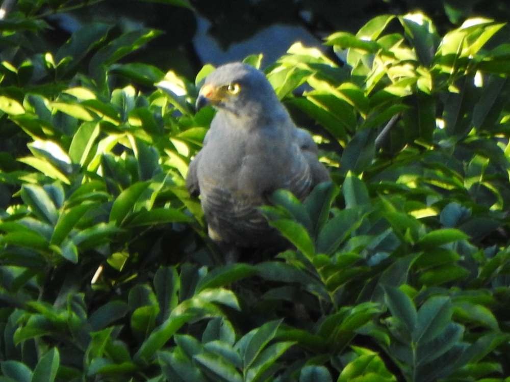 Yol Şahini - ML644365358