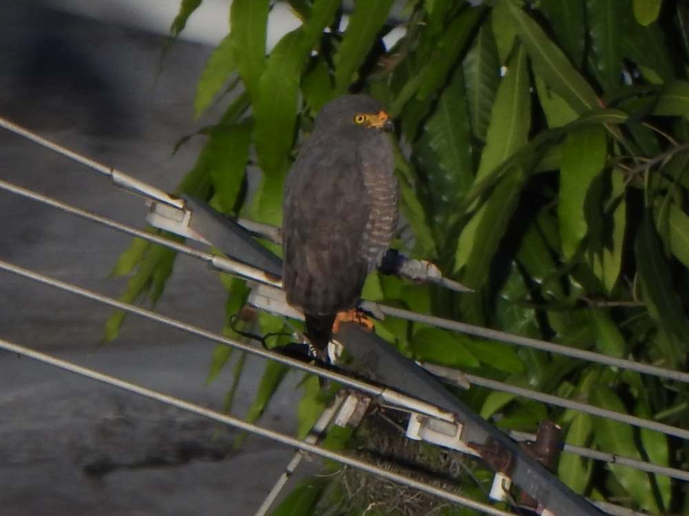 Yol Şahini - ML644365361