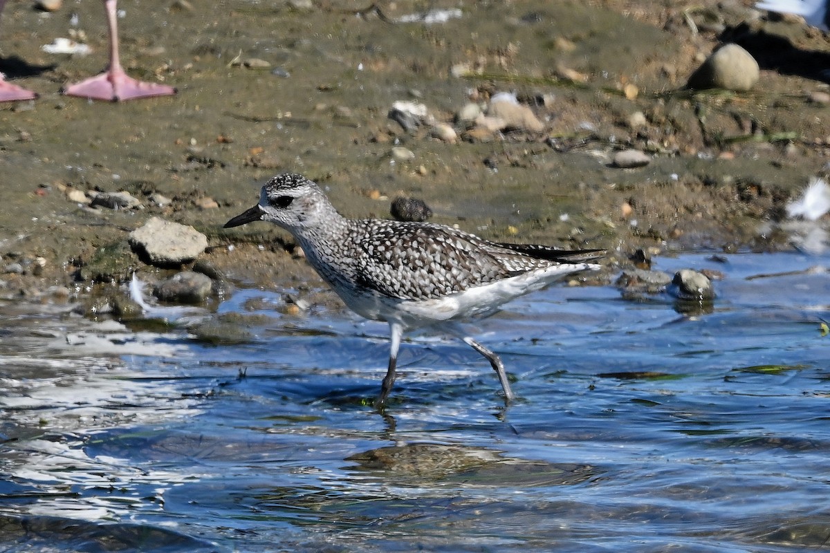 Black-bellied Plover - ML644365362
