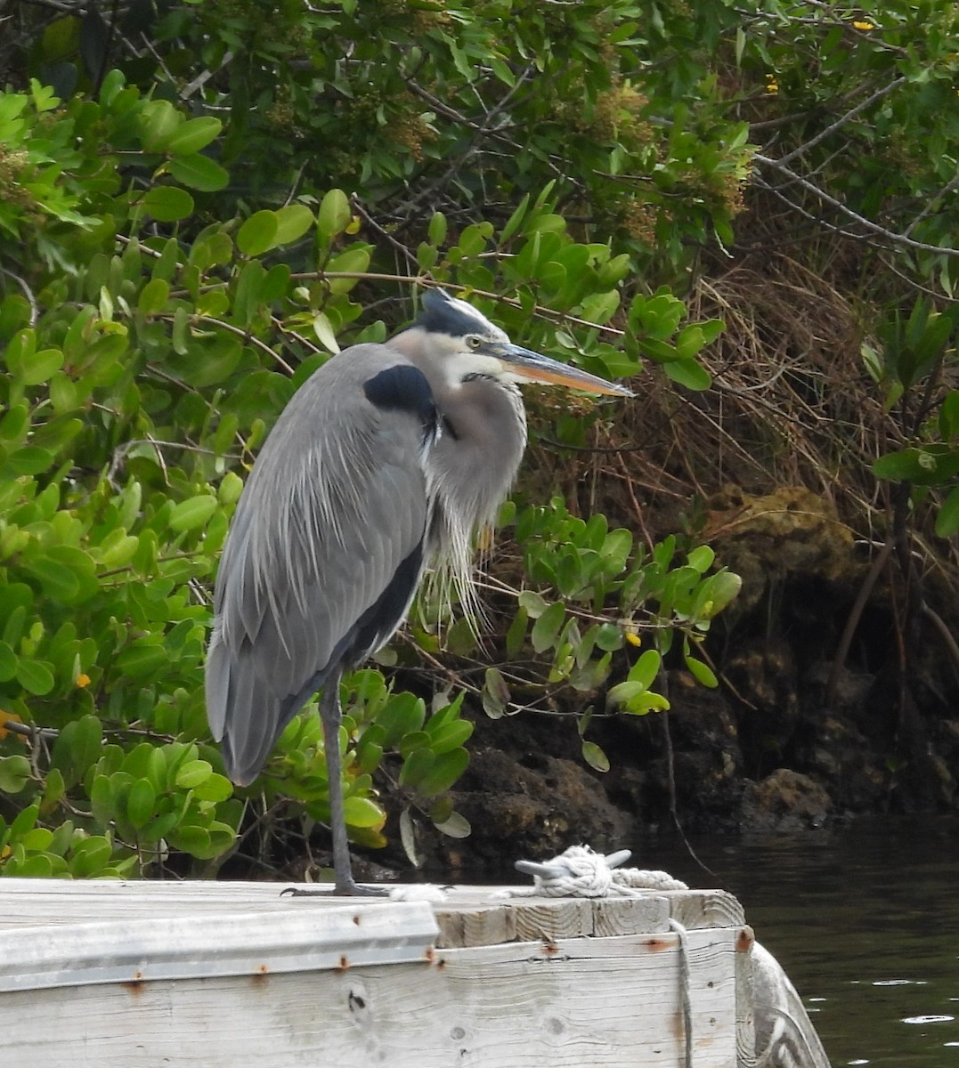 volavka velká - ML644365364