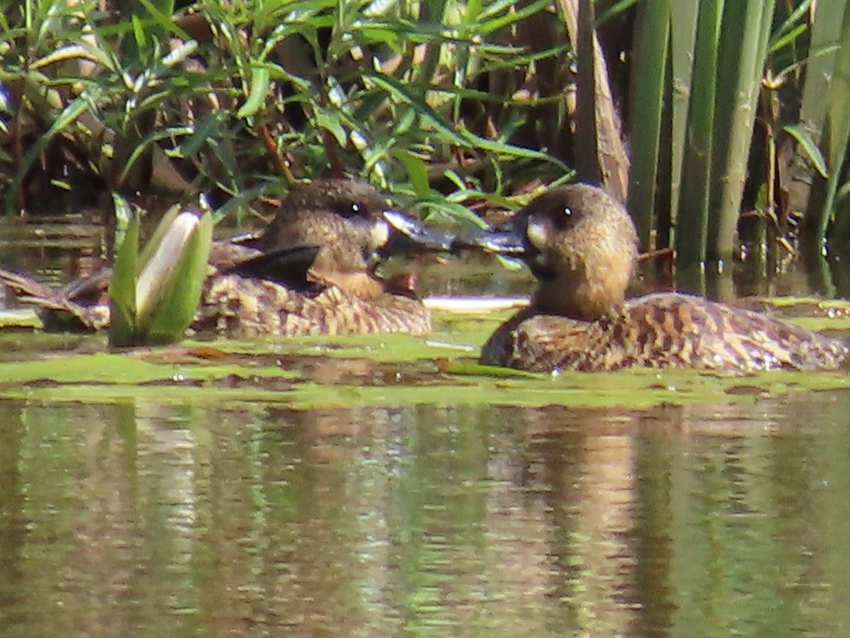 Pato Dorsiblanco - ML644365368