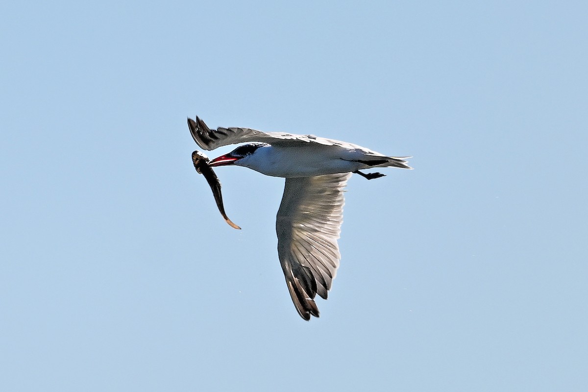 Caspian Tern - ML644365371
