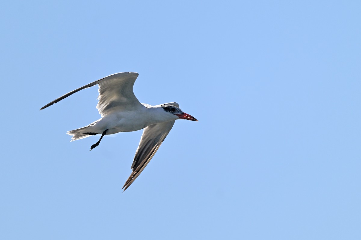 Caspian Tern - ML644365378