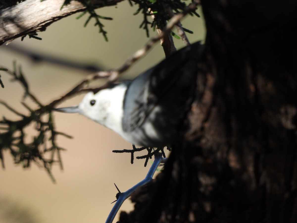 White-breasted Nuthatch - ML644365384