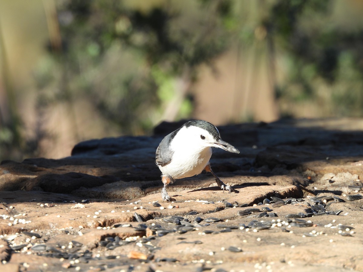 White-breasted Nuthatch - ML644365385