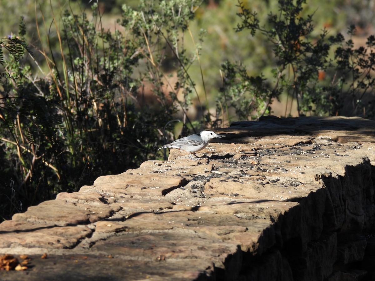 White-breasted Nuthatch - ML644365386