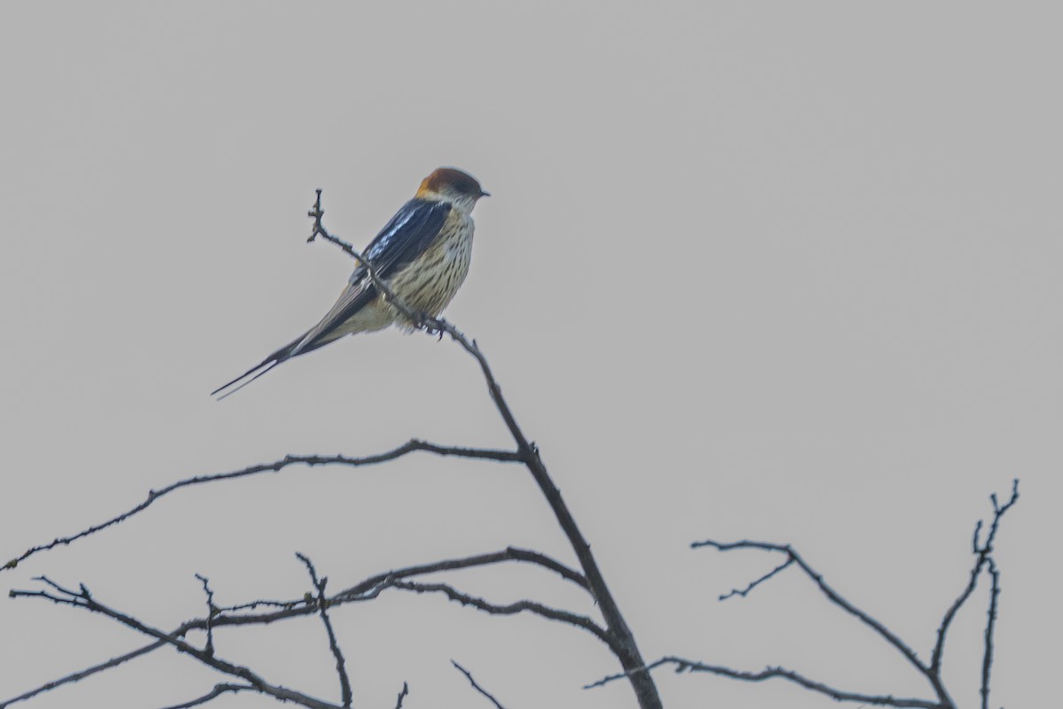 Hirondelle à tête rousse - ML644365391