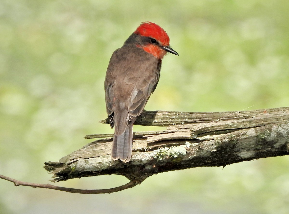 Vermilion Flycatcher - ML644365398