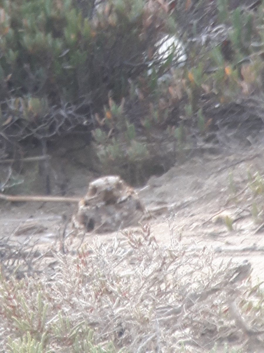Red-necked Nightjar - ML644365400